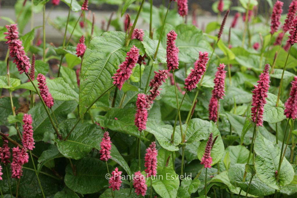 Persicaria amplexicaulis ‚Lisan‘