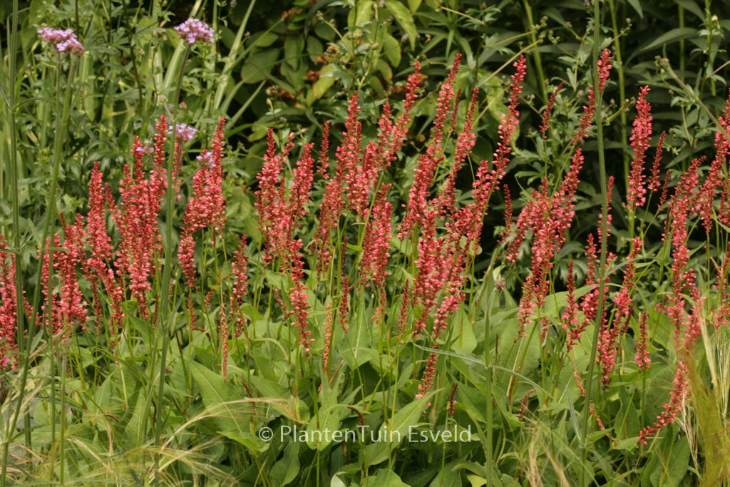 Persicaria amplexicaulis ‚Orangofield‘