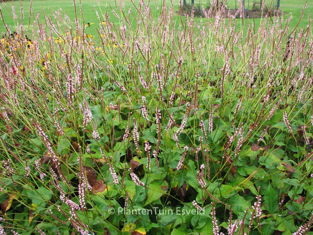 Persicaria amplexicaulis ‚Pink Mist‘
