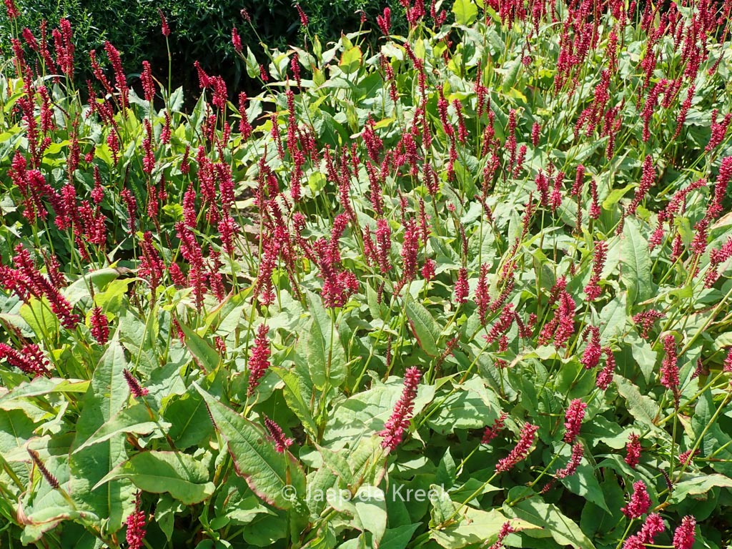 Persicaria amplexicaulis ‚Red Baron‘