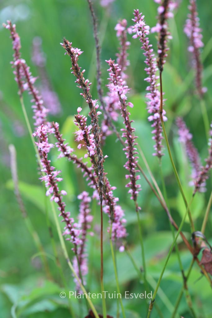 Persicaria amplexicaulis ‚Rowden Gem‘