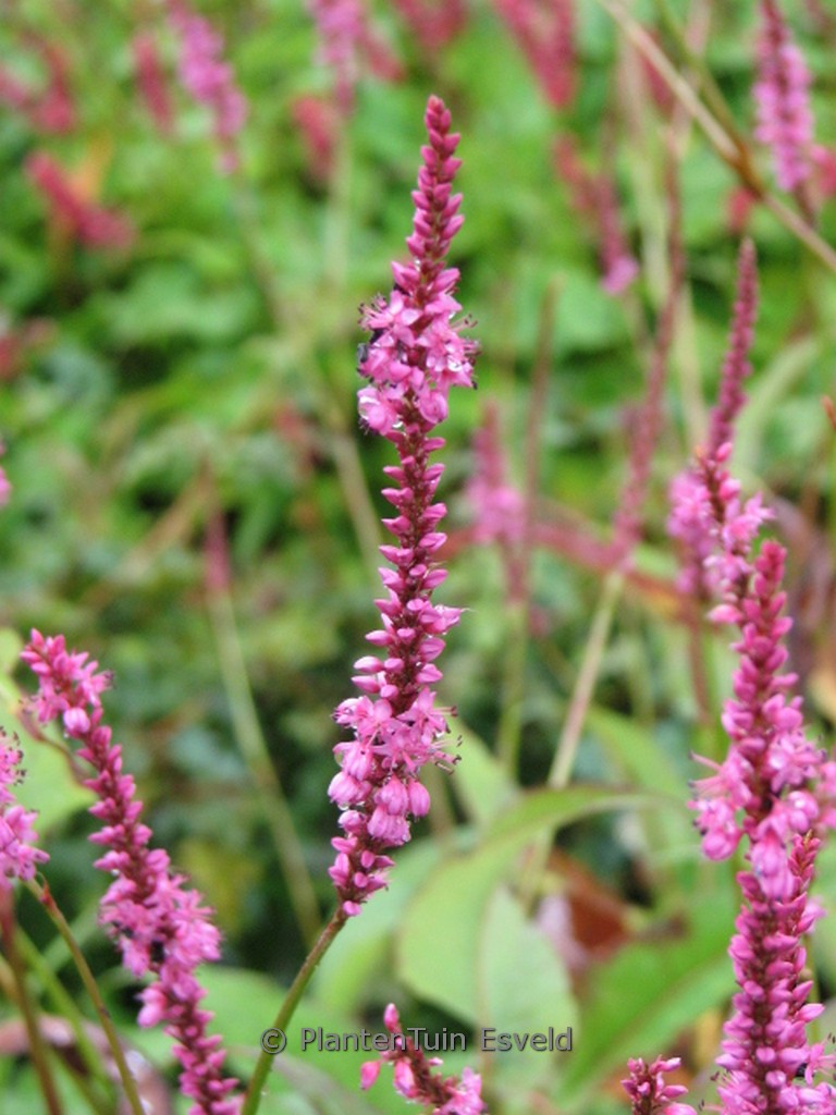 Persicaria amplexicaulis ‚September Spires‘