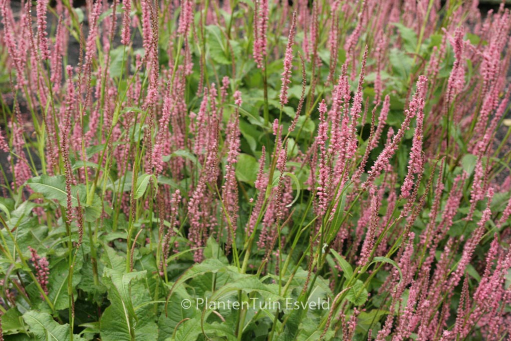 Persicaria amplexicaulis ‚Seven Oaks Village‘