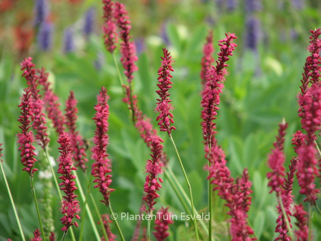 Persicaria amplexicaulis ‚Speciosa‘ (FIRETAIL)