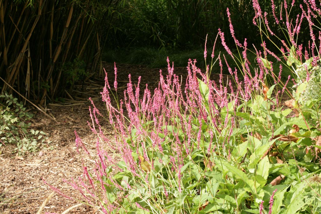 Persicaria amplexicaulis ‚Summer Dance‘