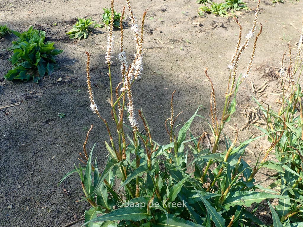 Persicaria amplexicaulis ‚White Eastfield‘