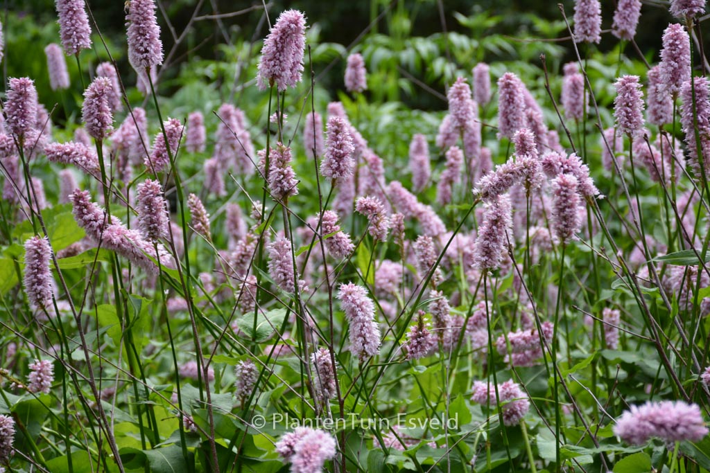 Persicaria bistorta ‚Superba‘