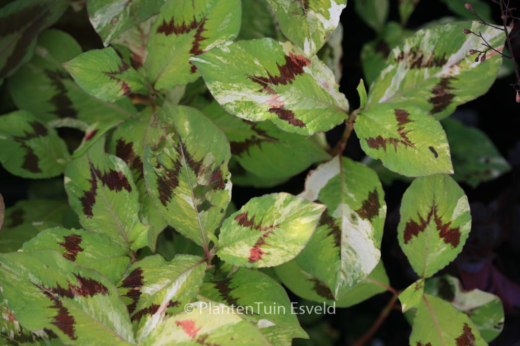 Persicaria filiformis ‚Painter’s Palet‘