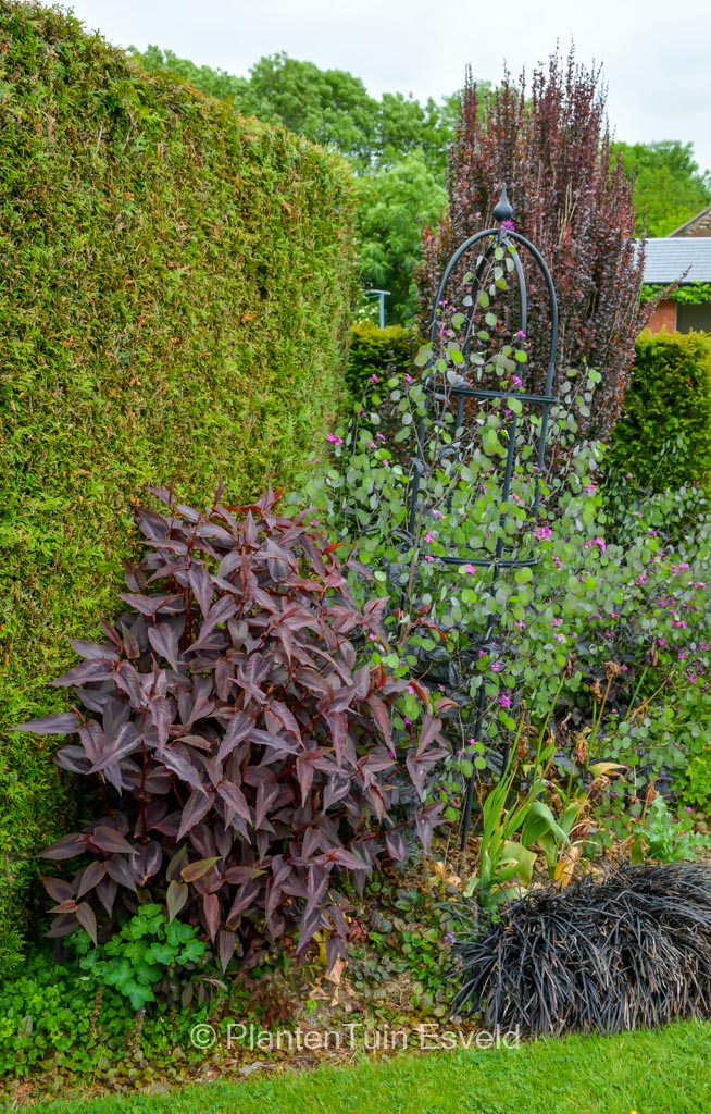 Persicaria microcephala ‚Night Dragon‘