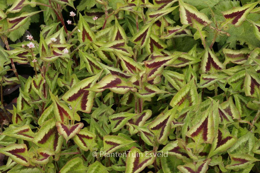 Persicaria microcephala ‚Purple Fantasy‘