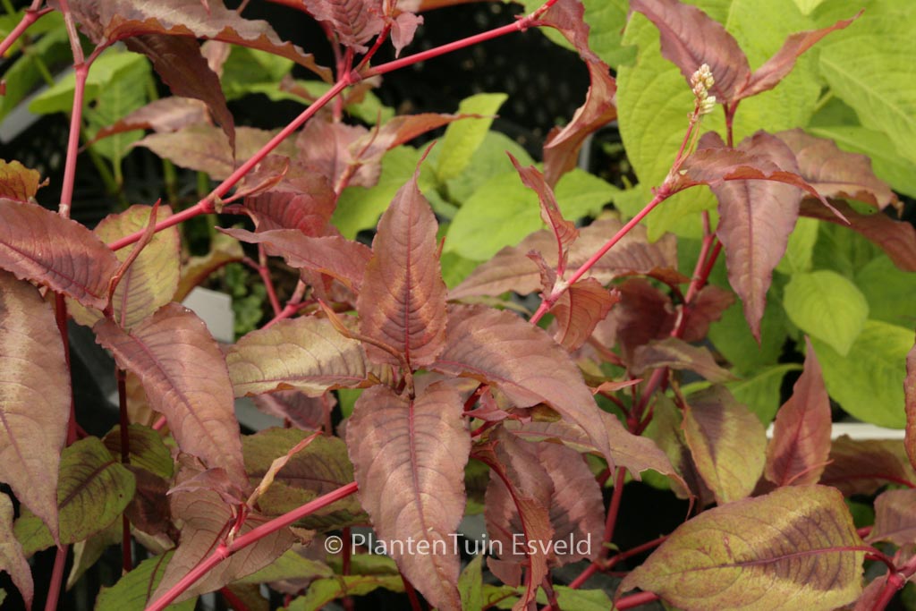 Persicaria microcephala ‚Red Dragon‘