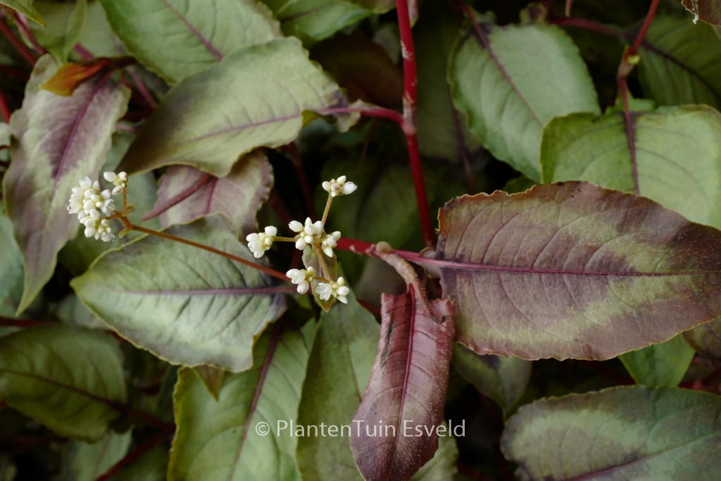 Persicaria microcephala ‚Silver Dragon‘
