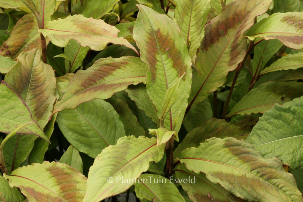 Persicaria virginiana ‚Compton’s Form‘