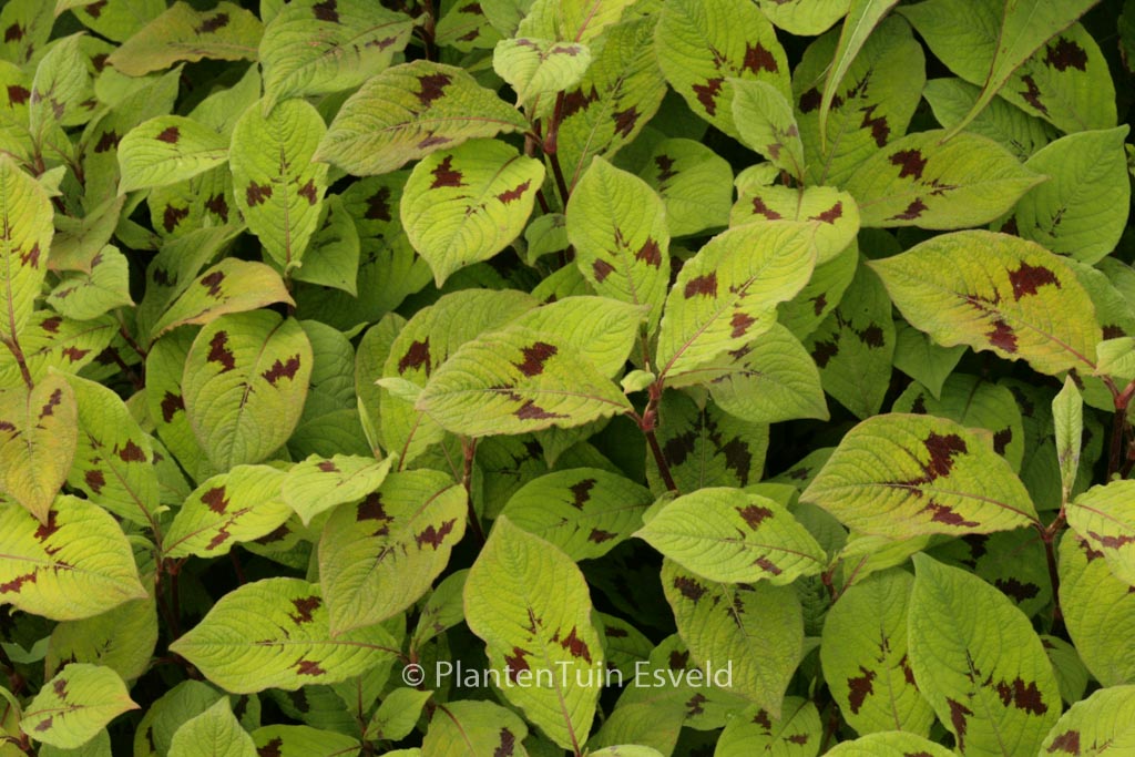 Persicaria virginiana ‚Lance Corporal‘