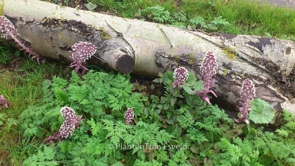 Petasites hybridus