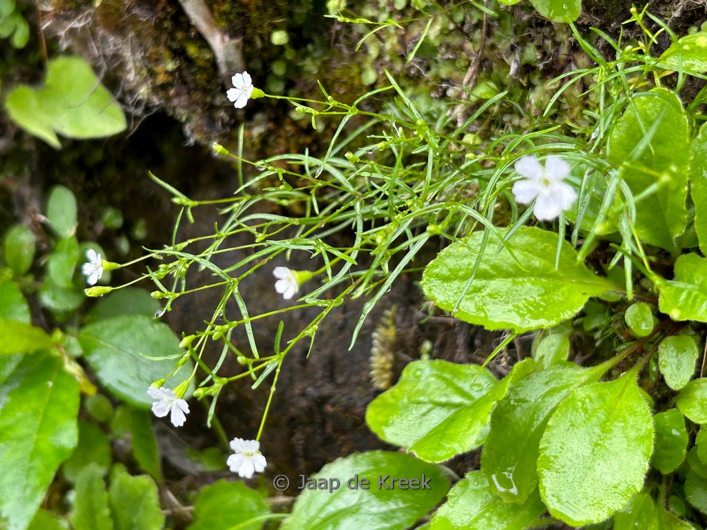 Petrorhagia saxifraga
