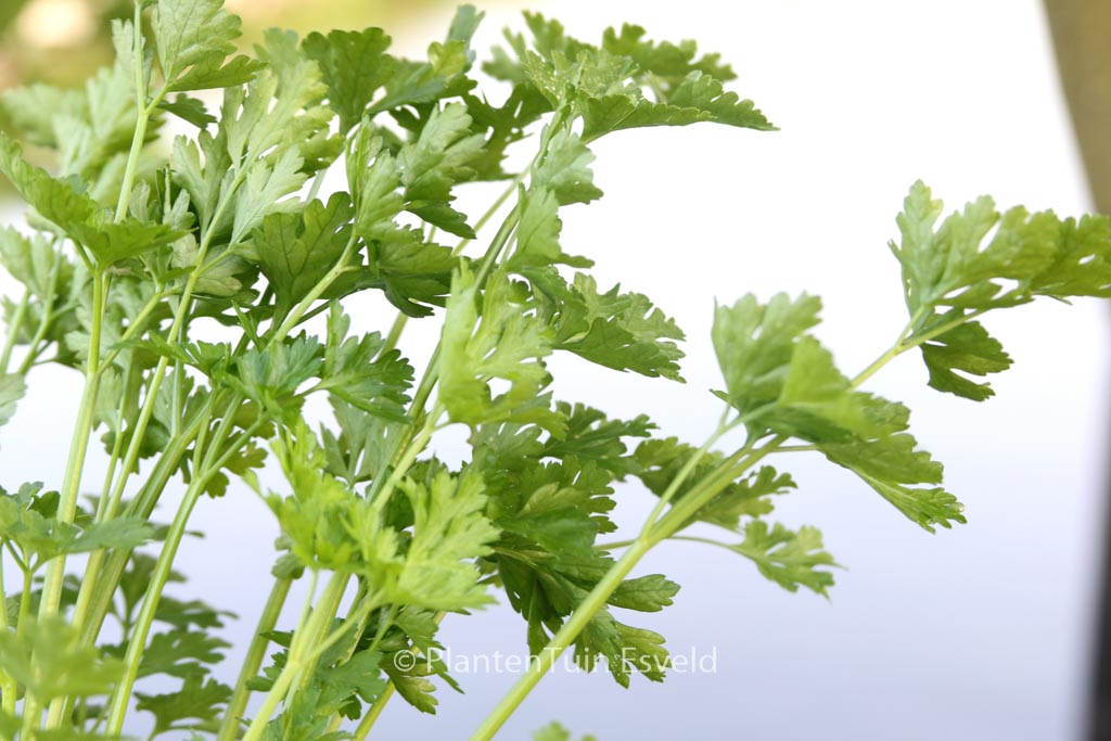 Petroselinum crispum ‚Gigant d’Italia‘