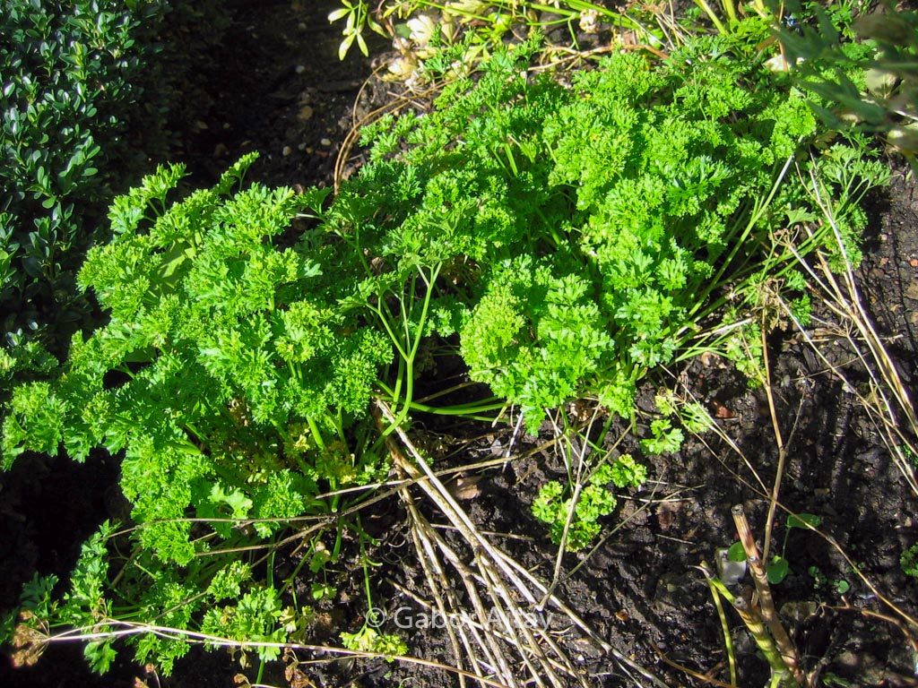 Petroselinum crispum