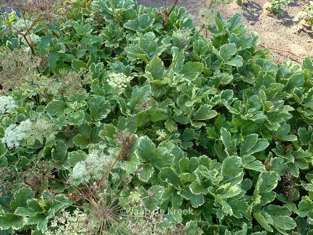 Peucedanum ostruthium ‚Daphnis‘