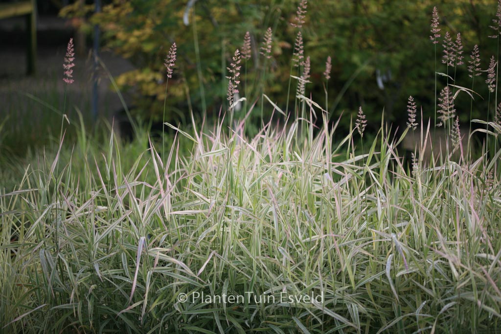 Phalaris arundinacea ‚Picta‘