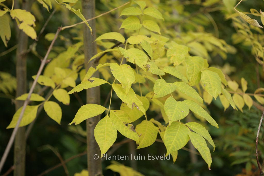 Phellodendron amurense var. sachalinense