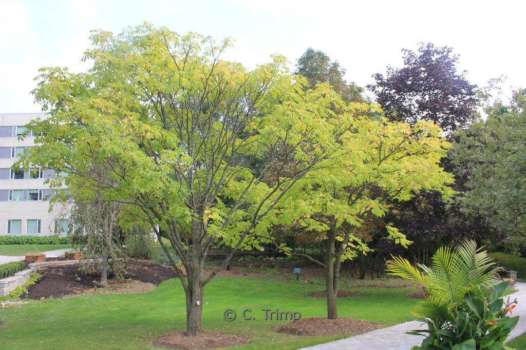Phellodendron amurense