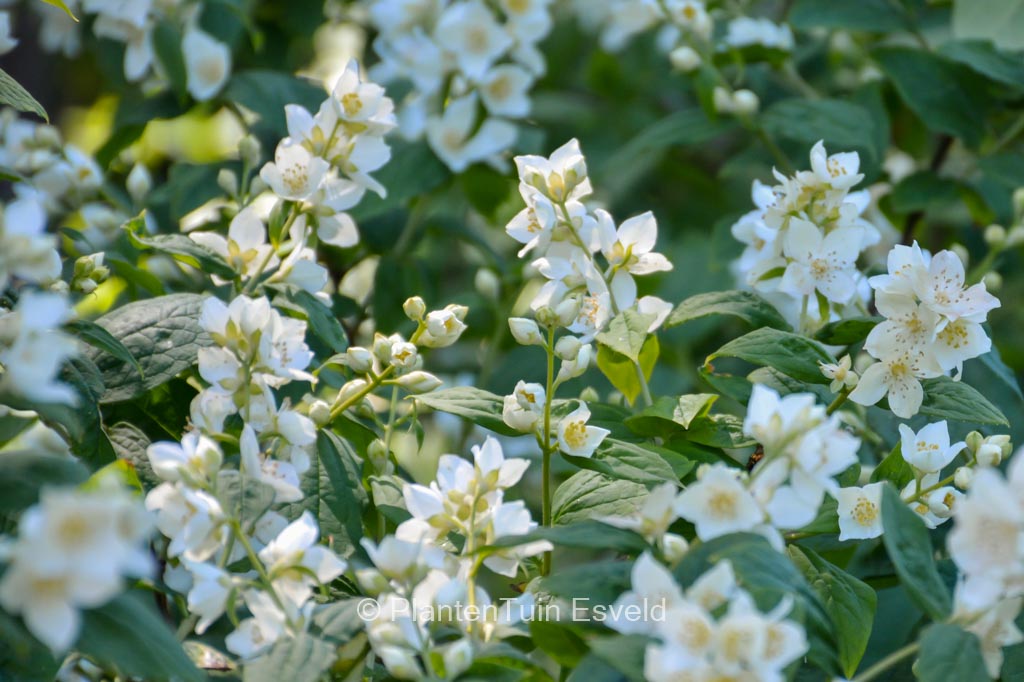 Philadelphus ‚Belle Etoile‘