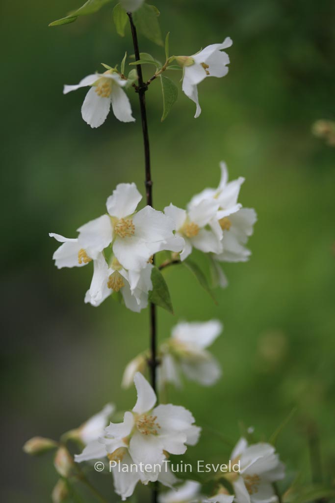 Philadelphus ‚Erectus‘