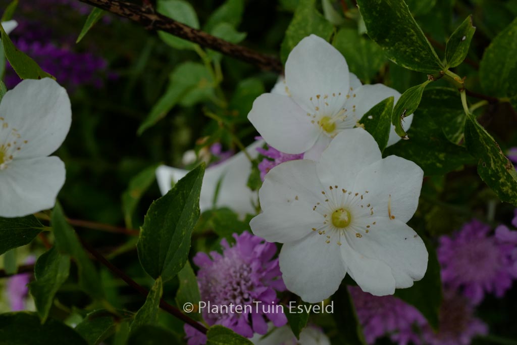 Philadelphus ‚Innocence‘