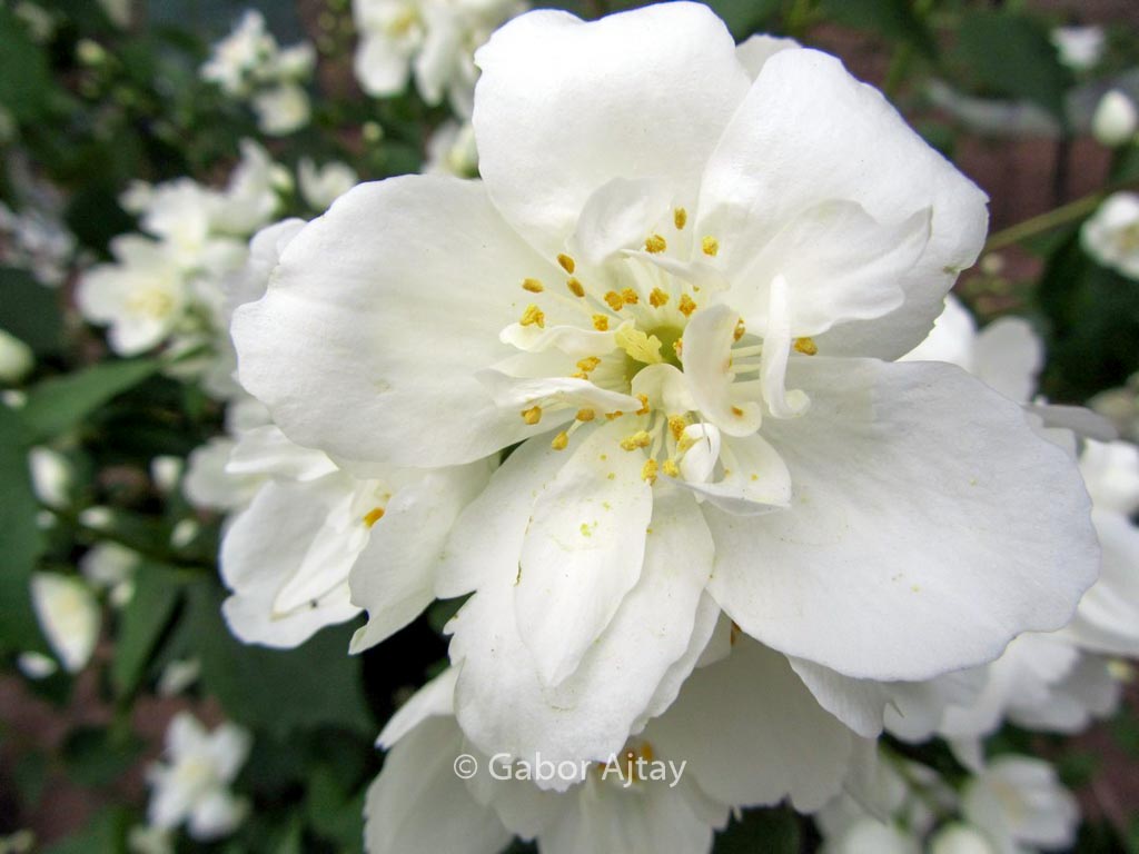 Philadelphus ‚Karolinka‘