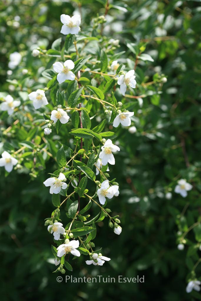 Philadelphus ‚Lemoinei‘