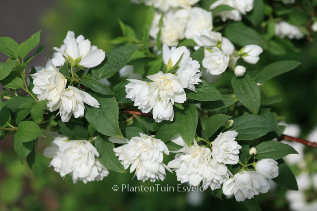 Philadelphus ‚Manteau d’Hermine‘
