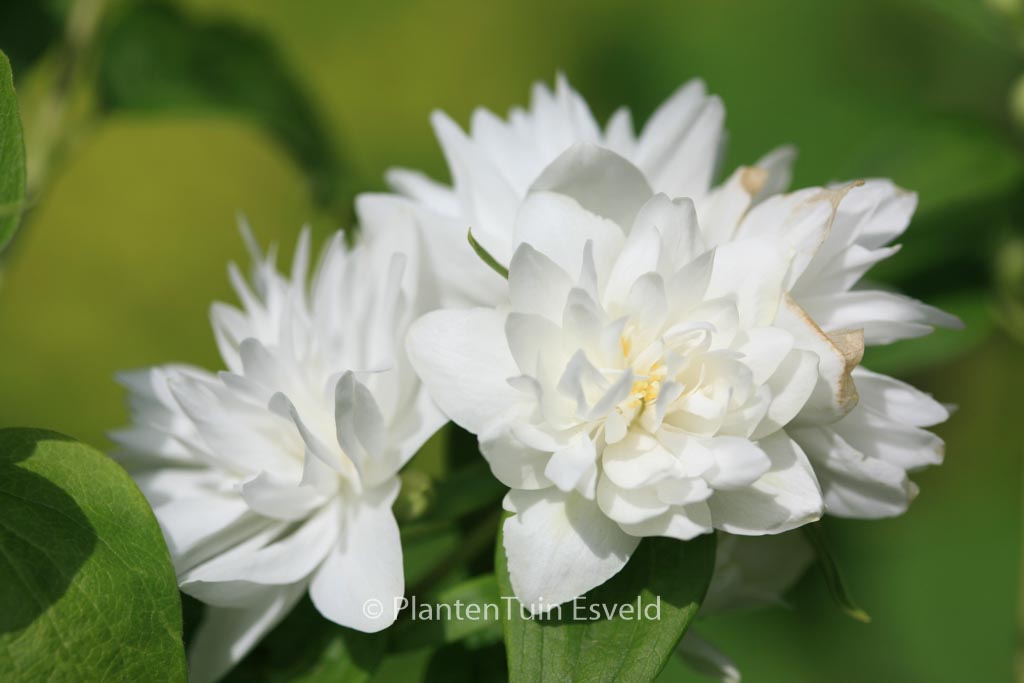 Philadelphus ‚Minnesota Snowflake‘