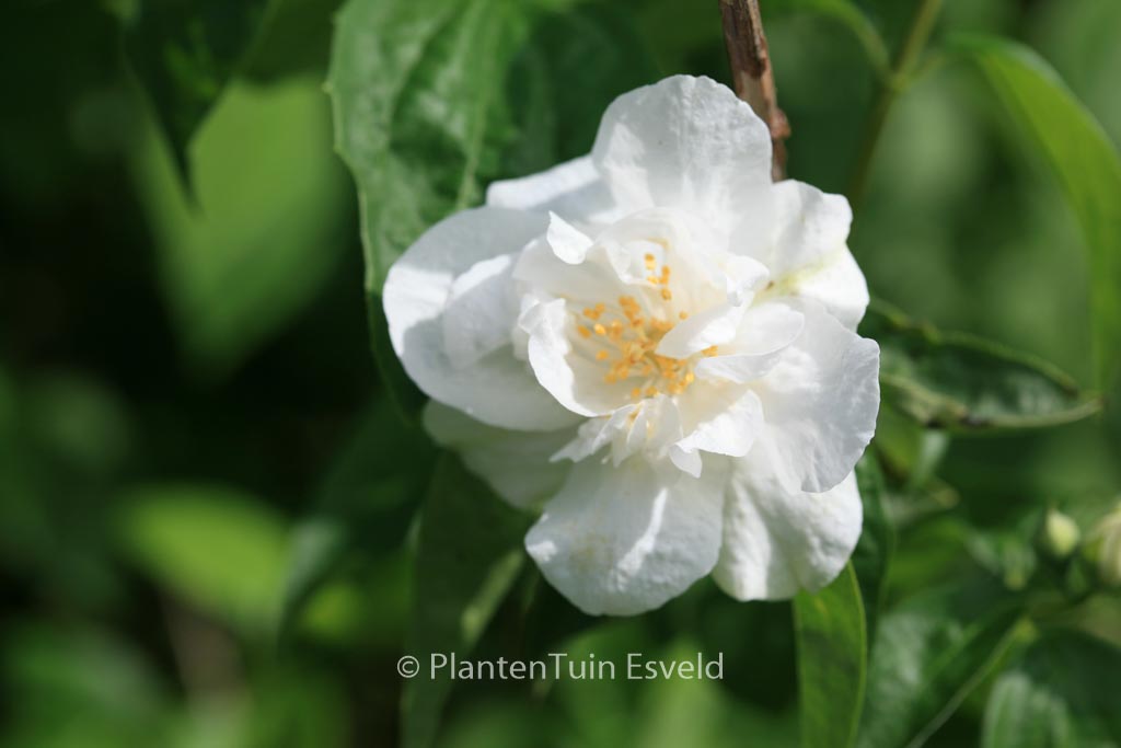 Philadelphus ‚Polar Star‘