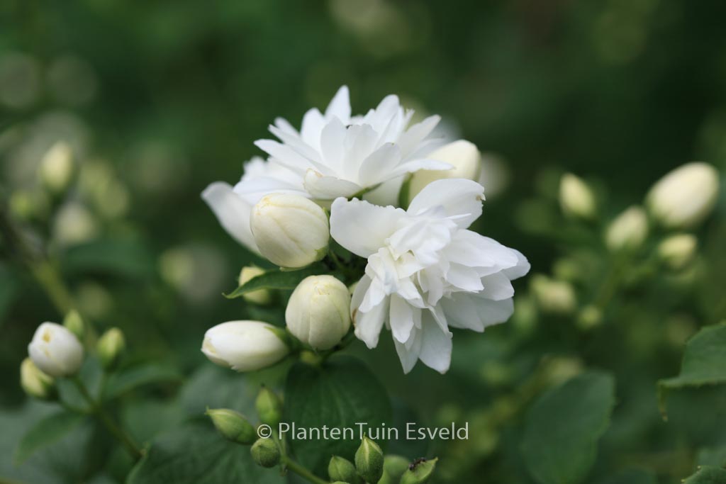 Philadelphus ‚Schneesturm‘