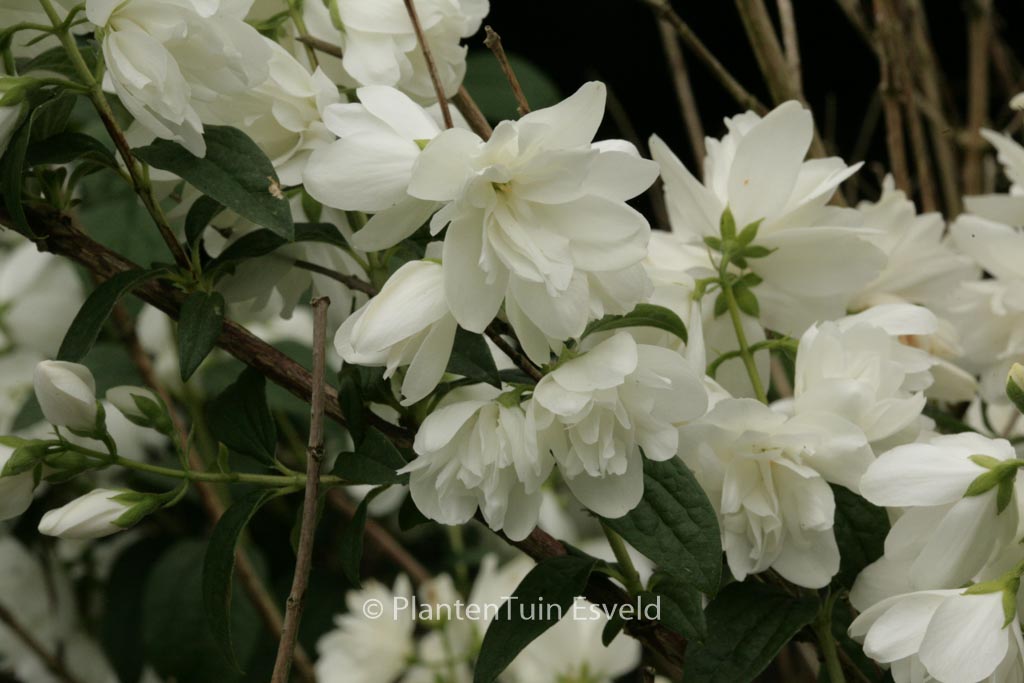 Philadelphus ‚Snowbelle‘