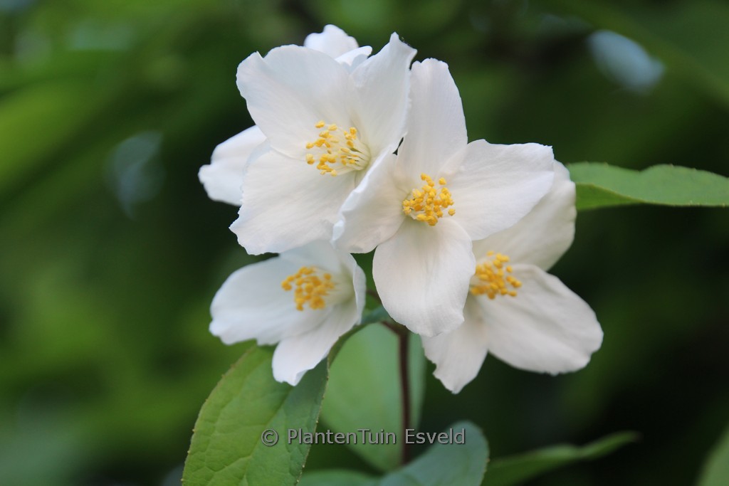 Philadelphus ‚Starbright‘