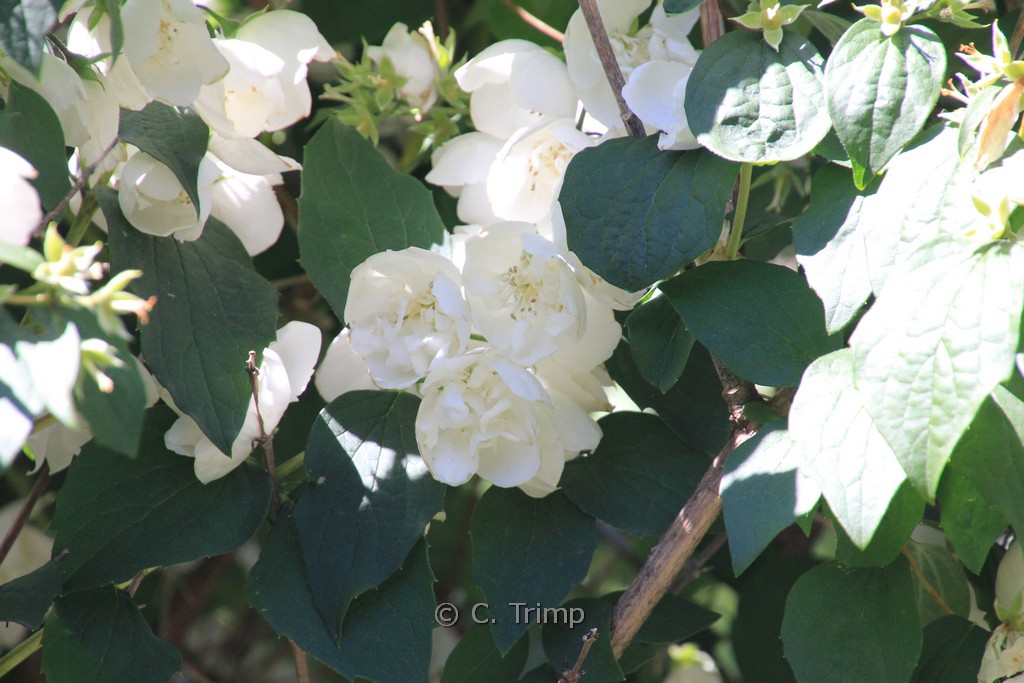 Philadelphus ‚Virginal‘