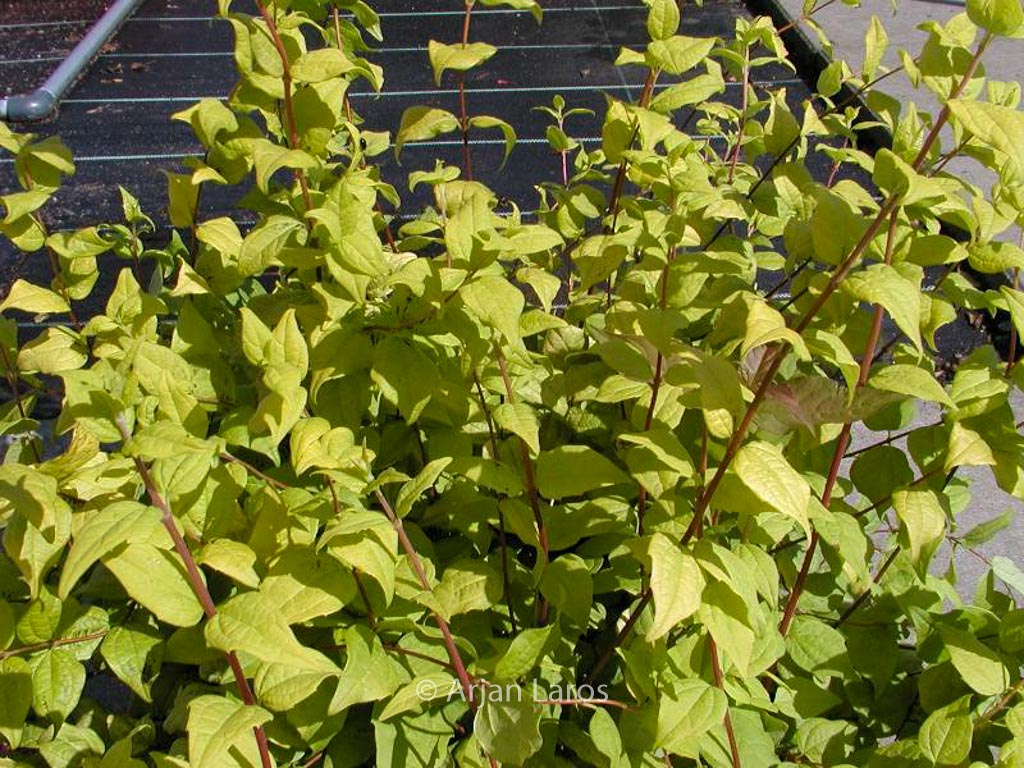 Philadelphus ‚Yellow Cab‘