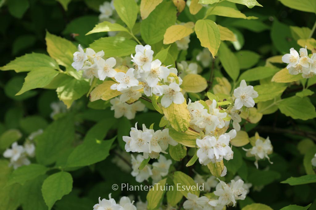 Philadelphus coronarius ‚Aureus‘