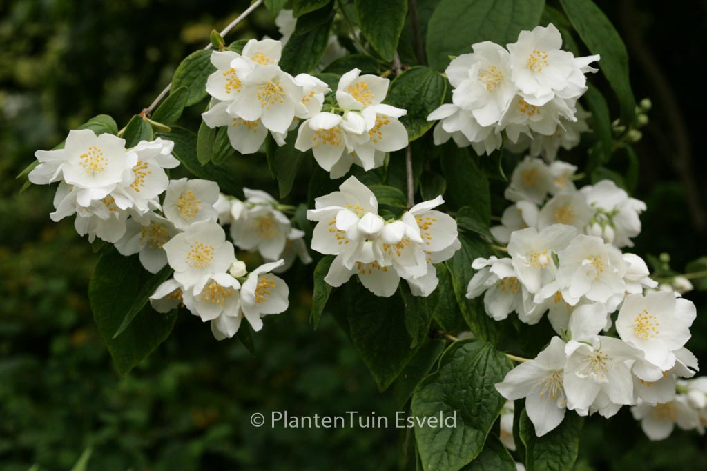 Philadelphus coronarius