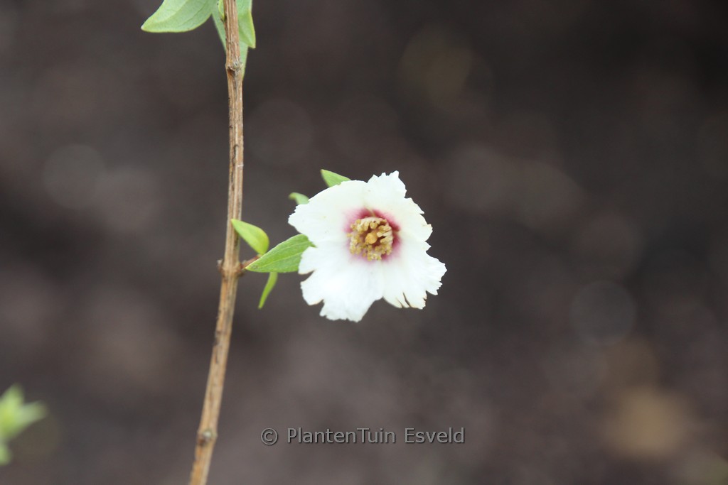 Philadelphus maculatus ‚Mexican Jewel‘