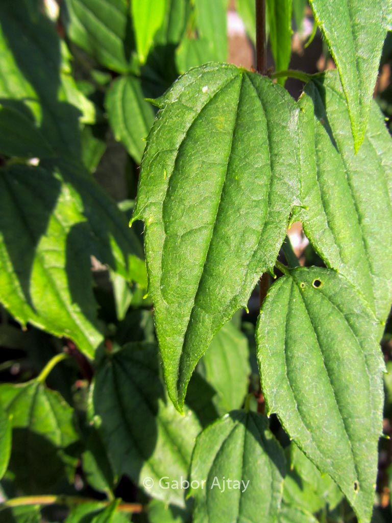 Philadelphus mexicanus