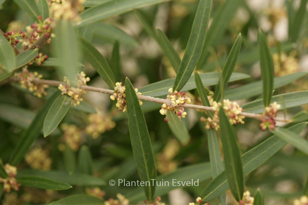 Phillyrea angustifolia