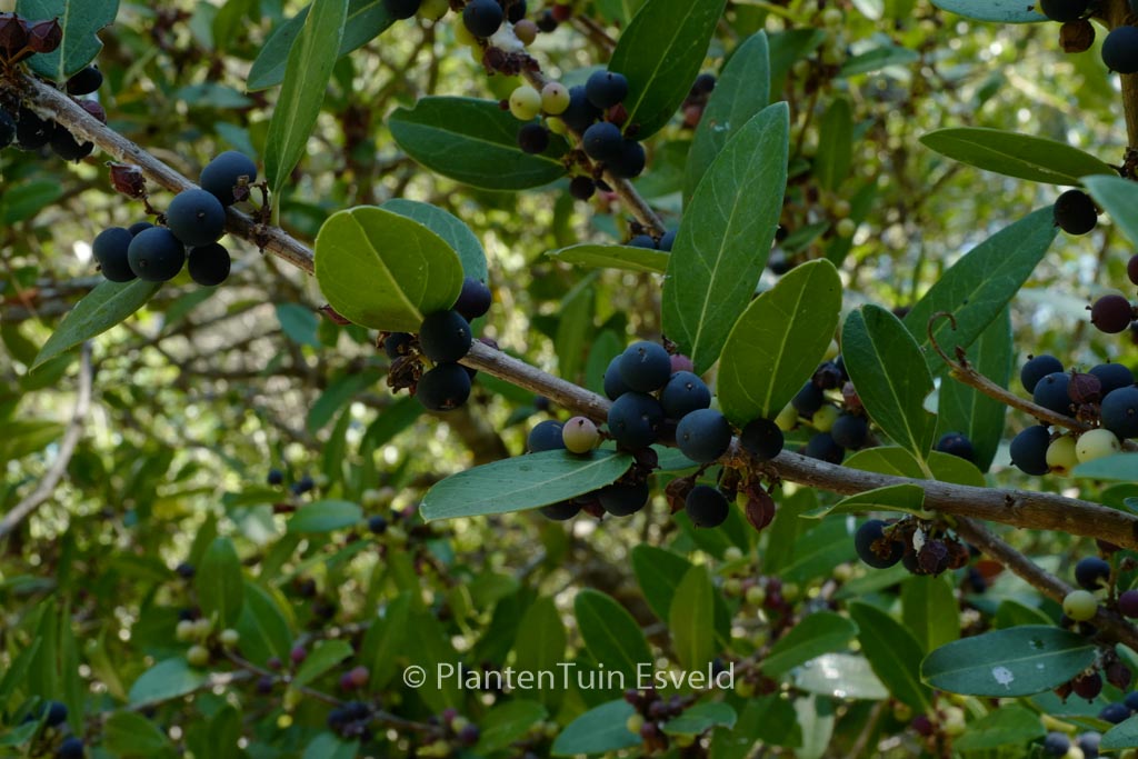 Phillyrea latifolia