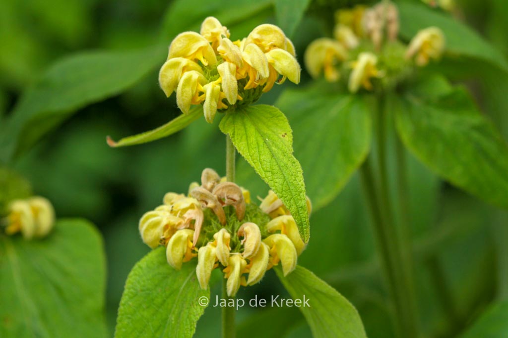 Phlomis russeliana