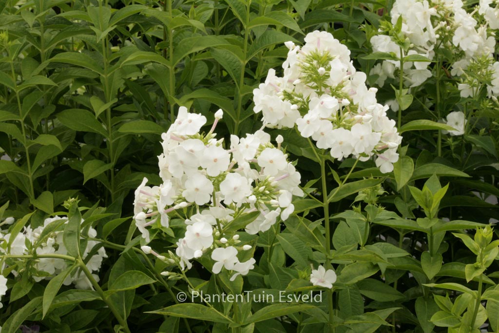 Phlox ‚David‘ (Paniculata Group)