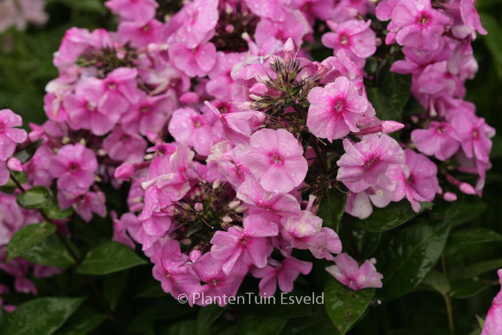 Phlox ‚Eva Cullum‘ (Paniculata Group)