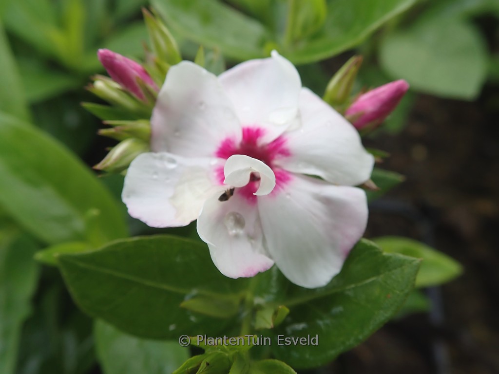 Phlox (FLAME) ‚White Eye‘