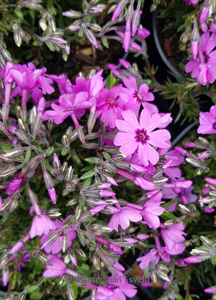 Phlox ‚Fabulous Dark Rose Eye‘